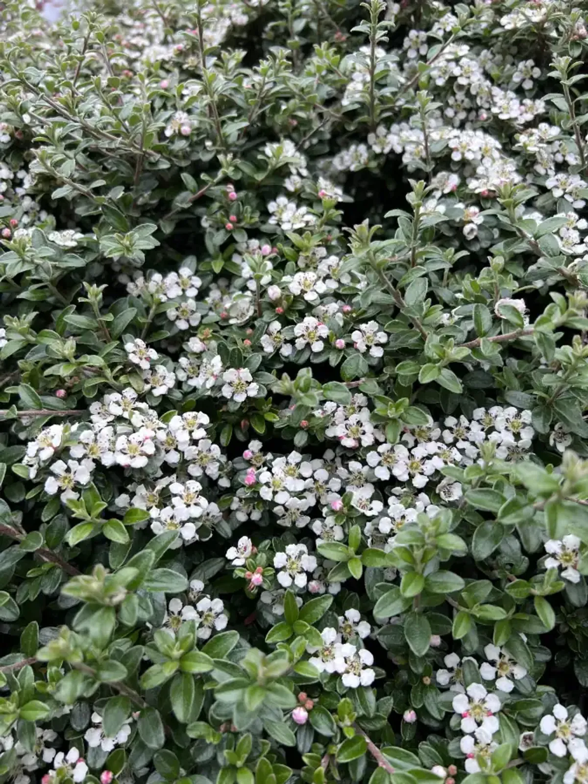 Svenskt parkoxbär 'Coral Beauty', 20-40 cm - bild 2