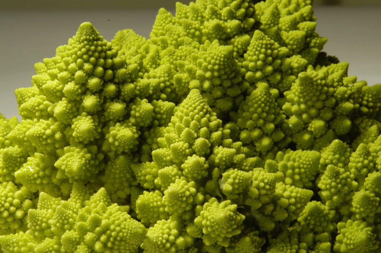 Broccolo 'Natalino Romanesco ', ekofrö - bild 3