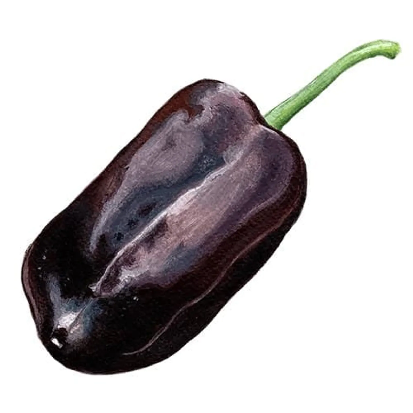 Paprika 'Sweet Chocolate', Frö - bild 1