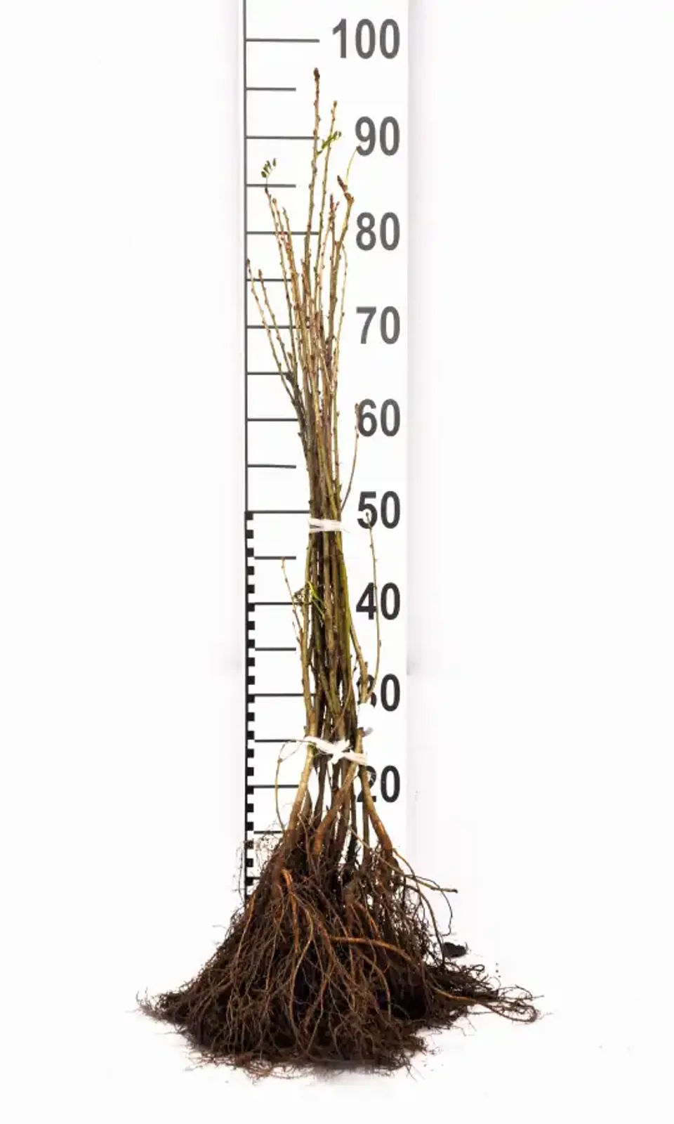 Häckkaragan, 40-60 cm - bild 5