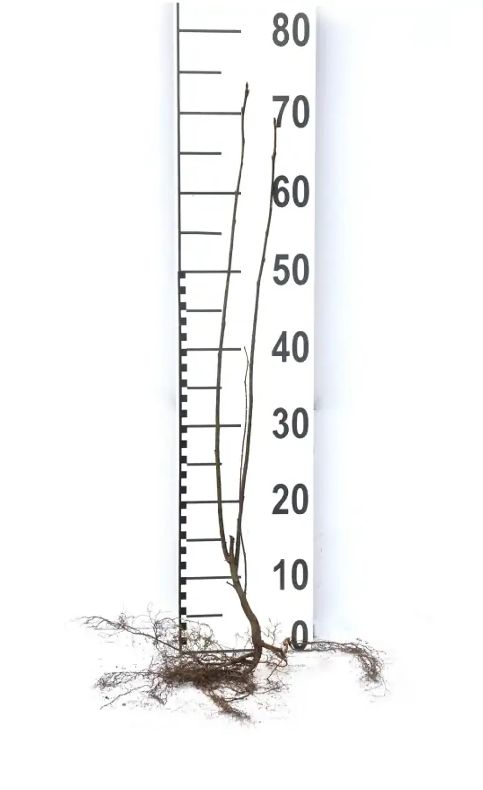 Hägg, 50-80 cm - bild 7