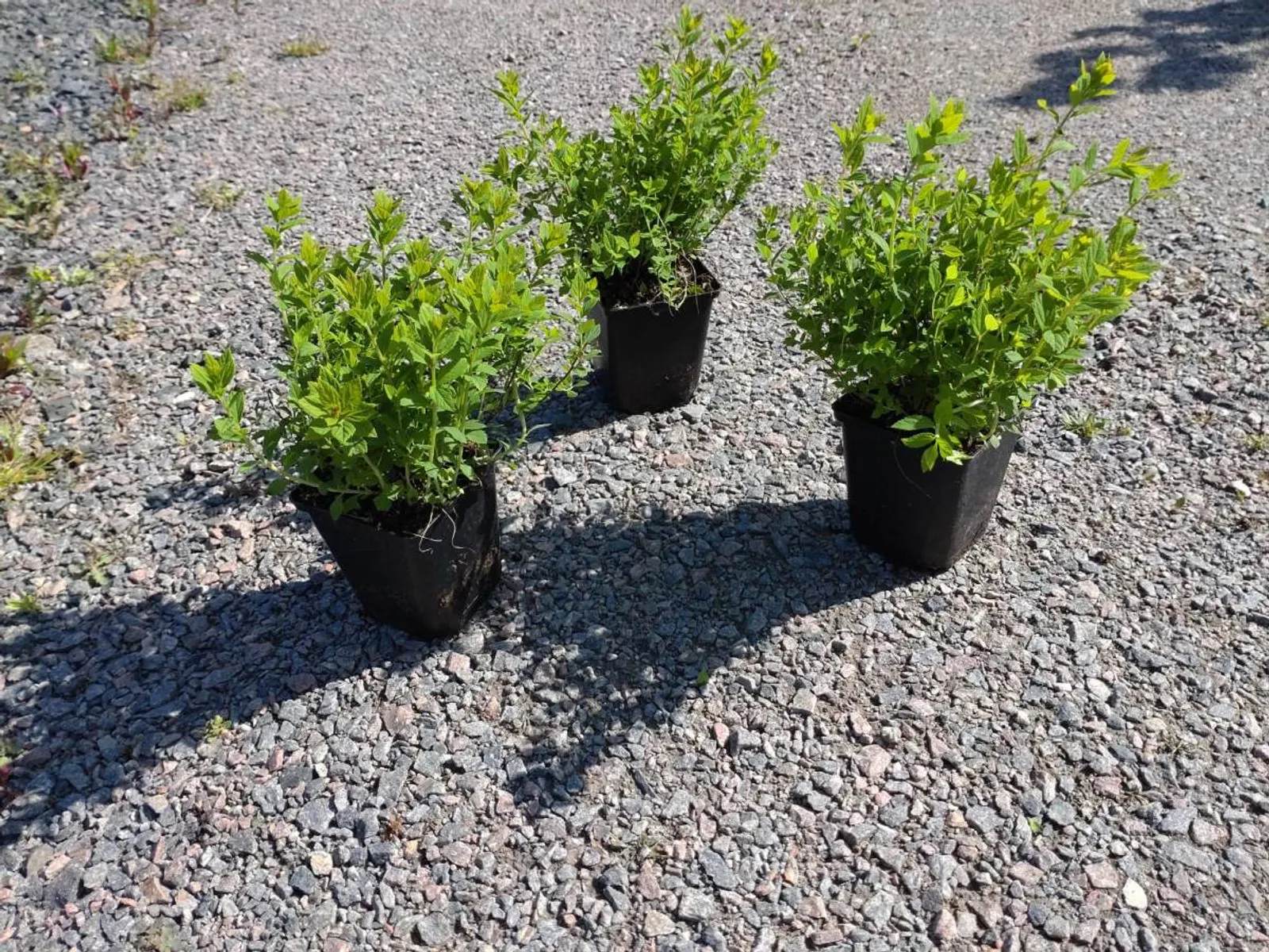 Praktspirea 'Little Princess', 10-20 cm - bild 5