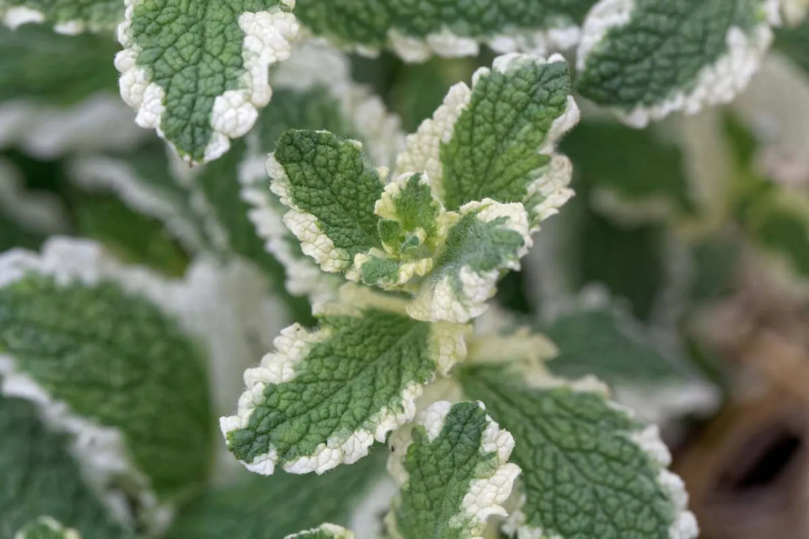 Brokbladig Äppelmynta 'Variegata', 15-pack - bild 1