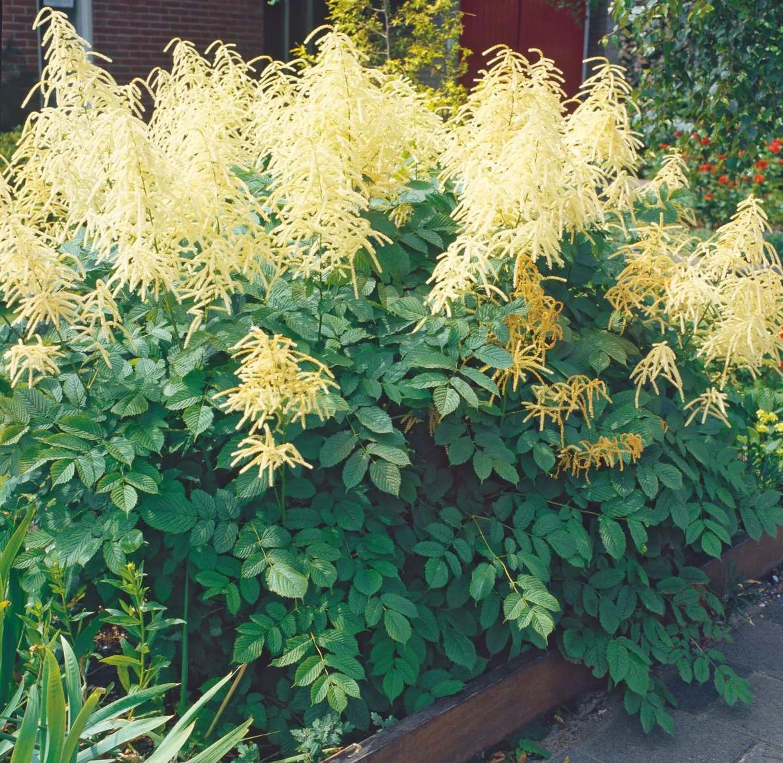 Plymspirea, 3-pack - bild 1