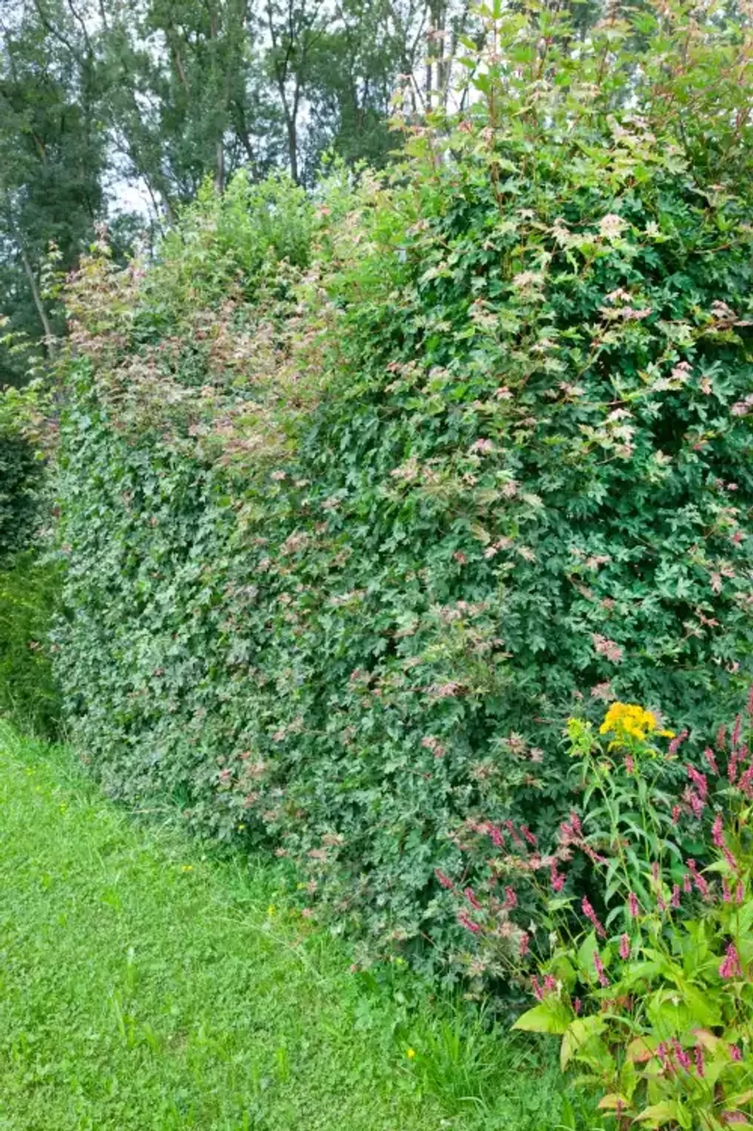 Naverlönn, 50-80 cm - bild 3