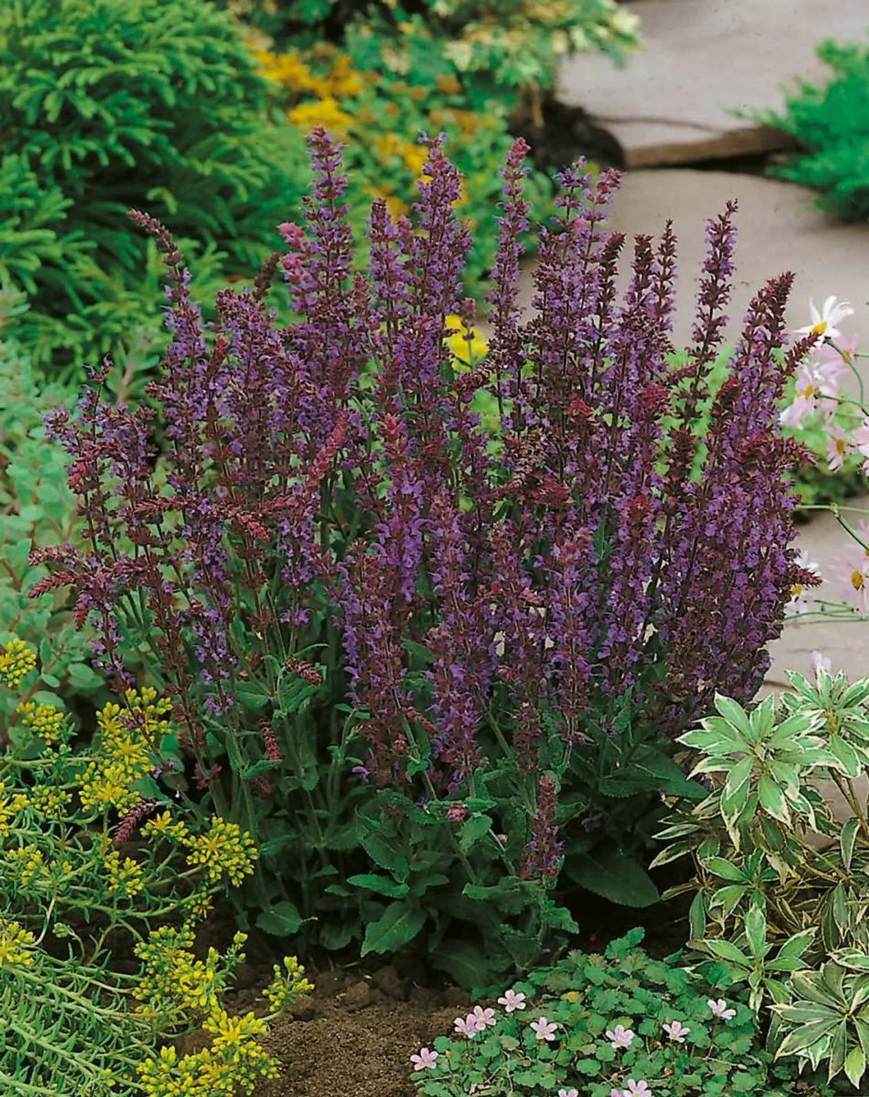Stäppsalvia 'Ostfriesland', 2-pack - bild 1