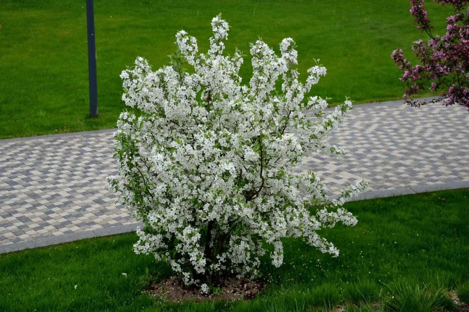 Bukettapel, 20-40 cm - bild 4
