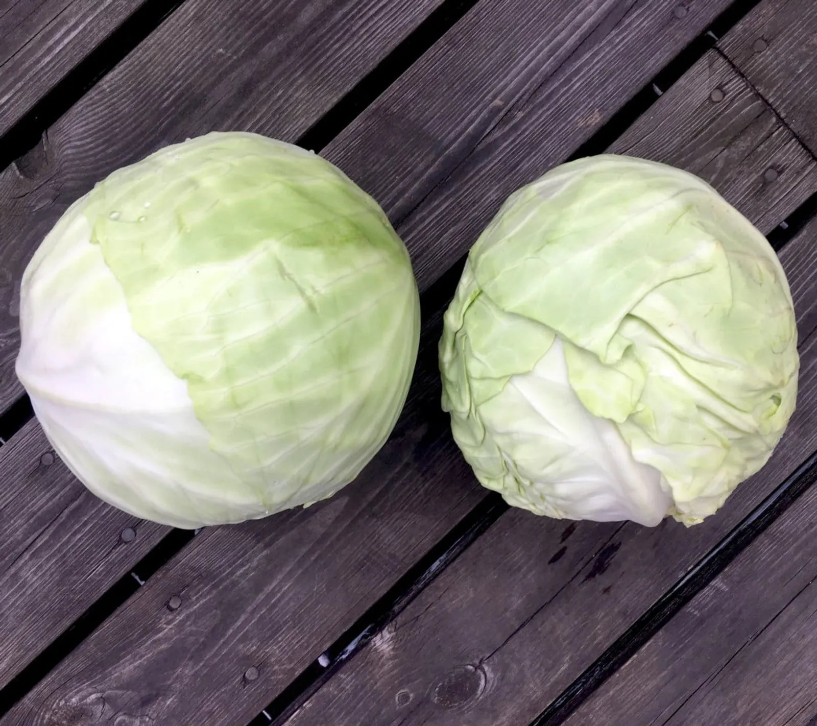Vitkål 'Dottenfelder Dauer', ekofrö - bild 1