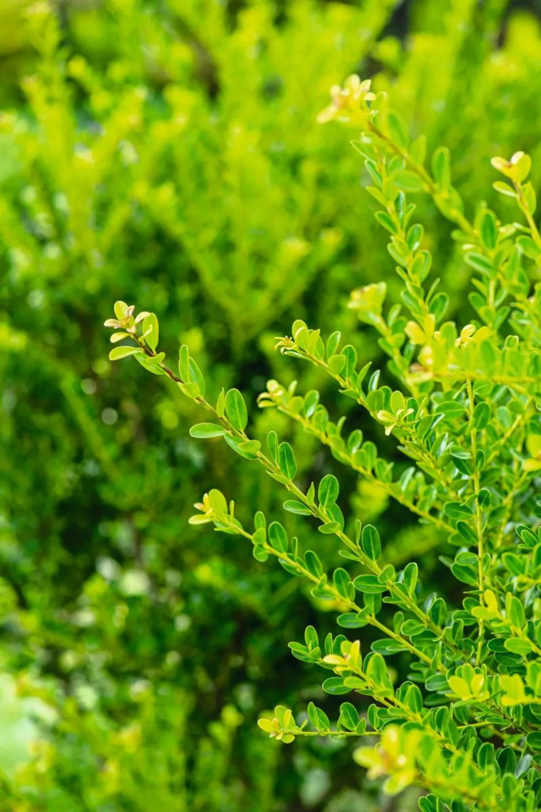 Japansk järnek 'Green Hedge', 10-20 cm - bild 1
