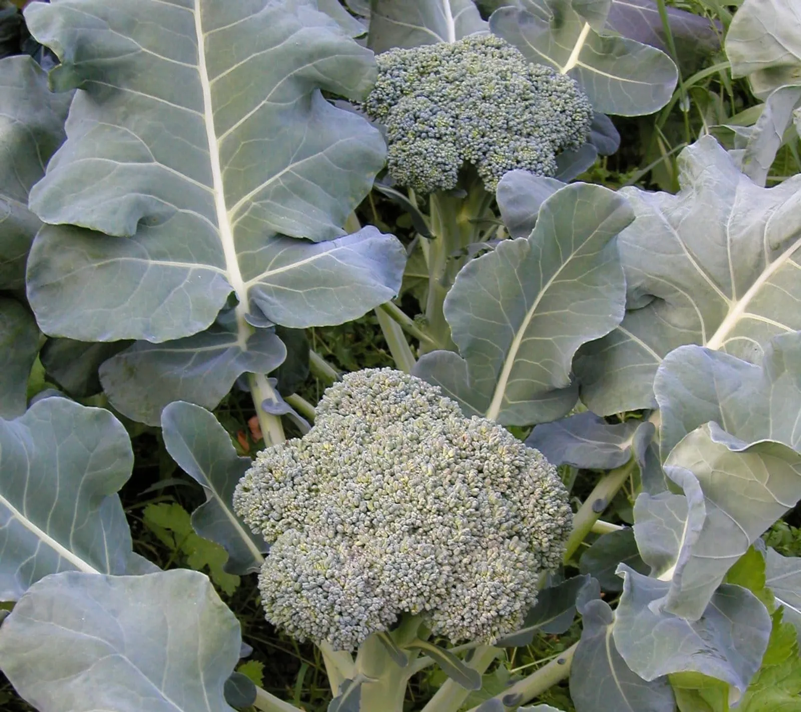 Broccoli 'De Cicco', ekofrö - bild 1
