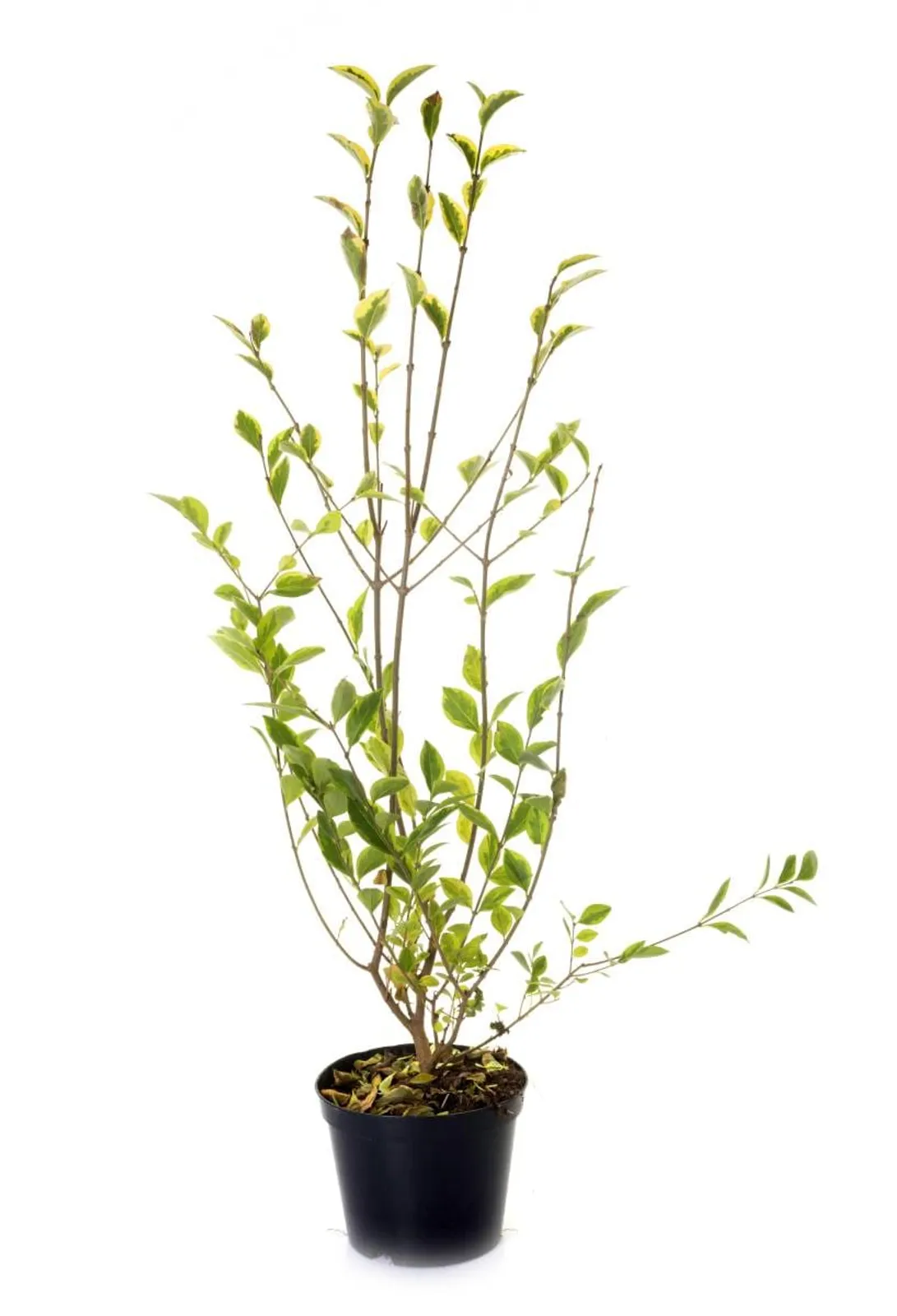 Vinterliguster 'Atrovirens', 40-60 cm - bild 4