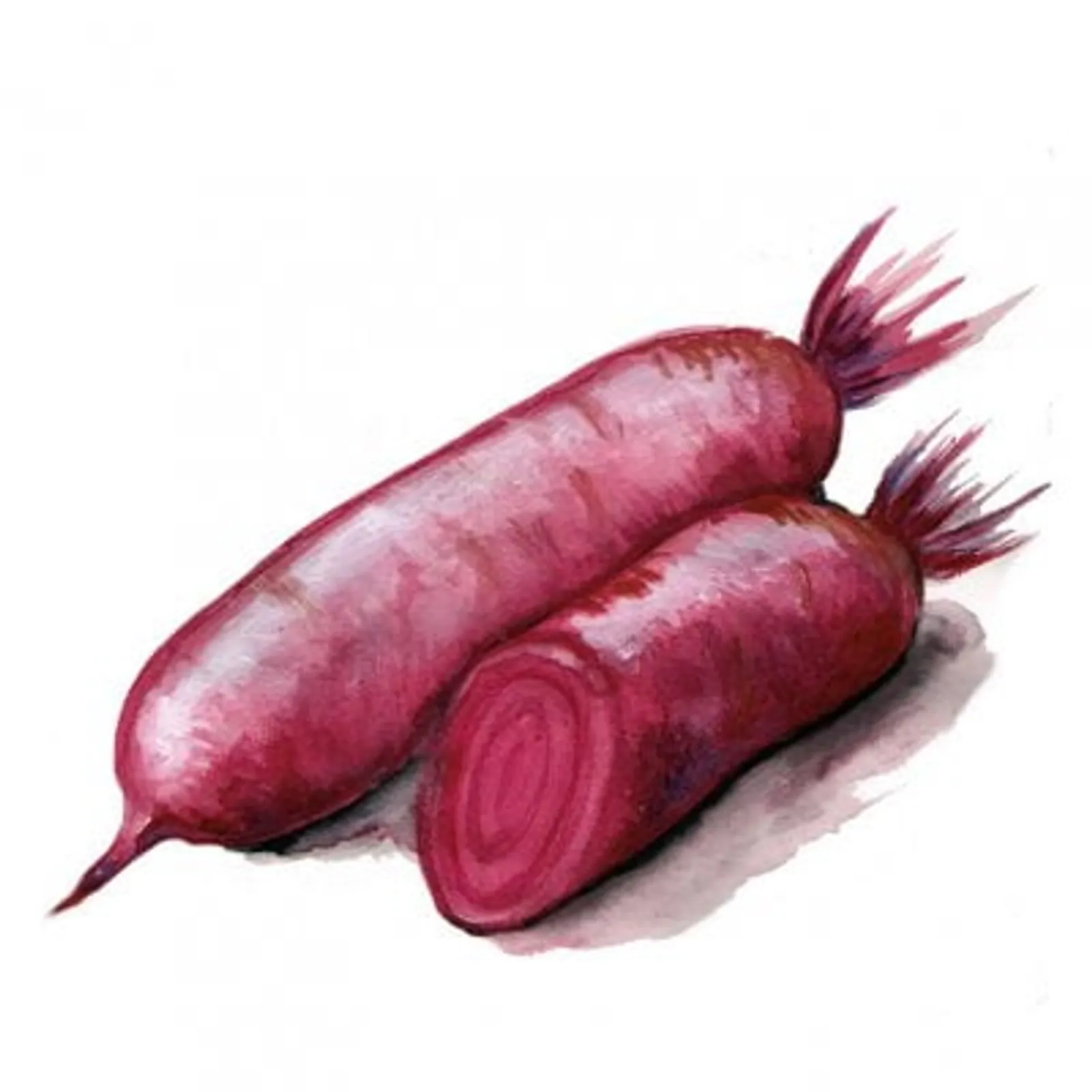 Rödbeta 'Forono', Frö - bild 1