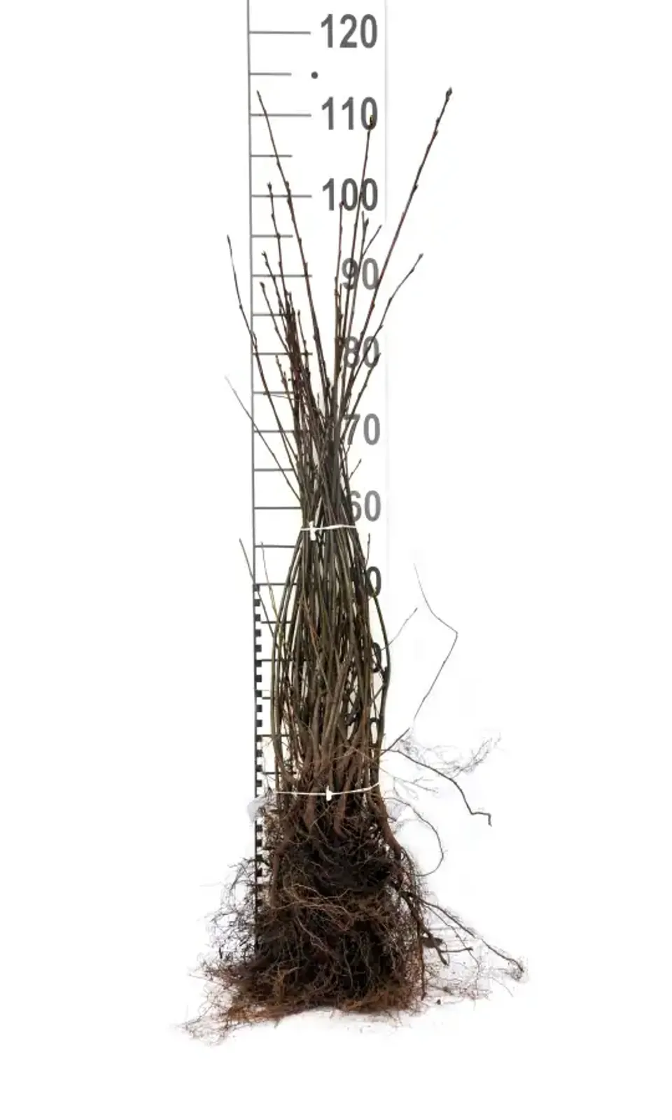 Bärhäggmispel, 50-80 cm - bild 4
