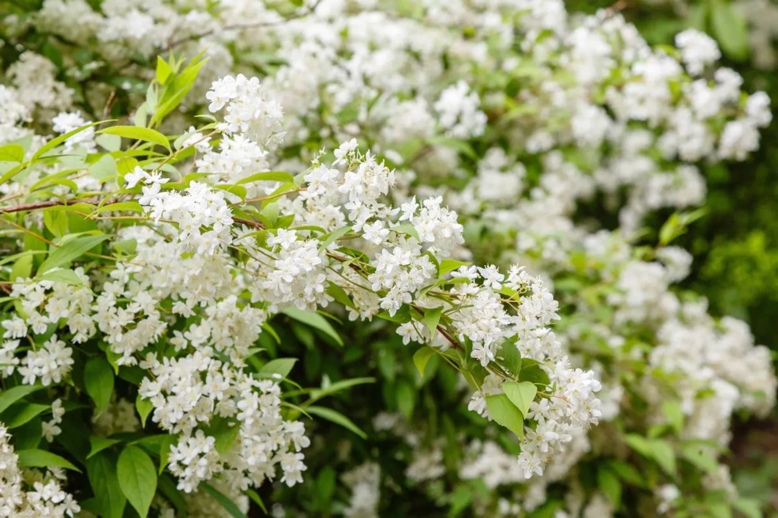 Bruddeutzia, 15-30 cm - bild 2