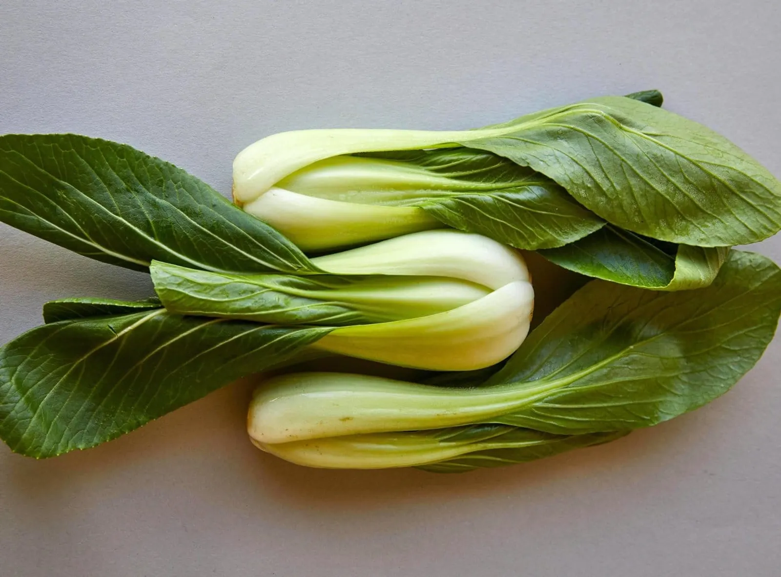 Pac choi 'Taisai', ekofrö - bild 2