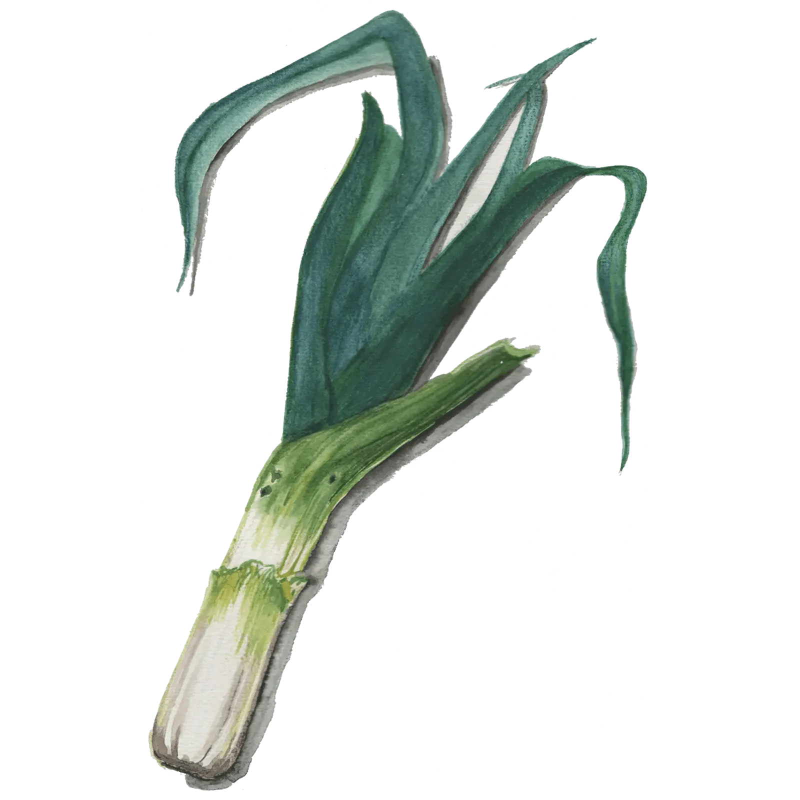 Purjolök 'Blue Green Winter', Frö - bild 1