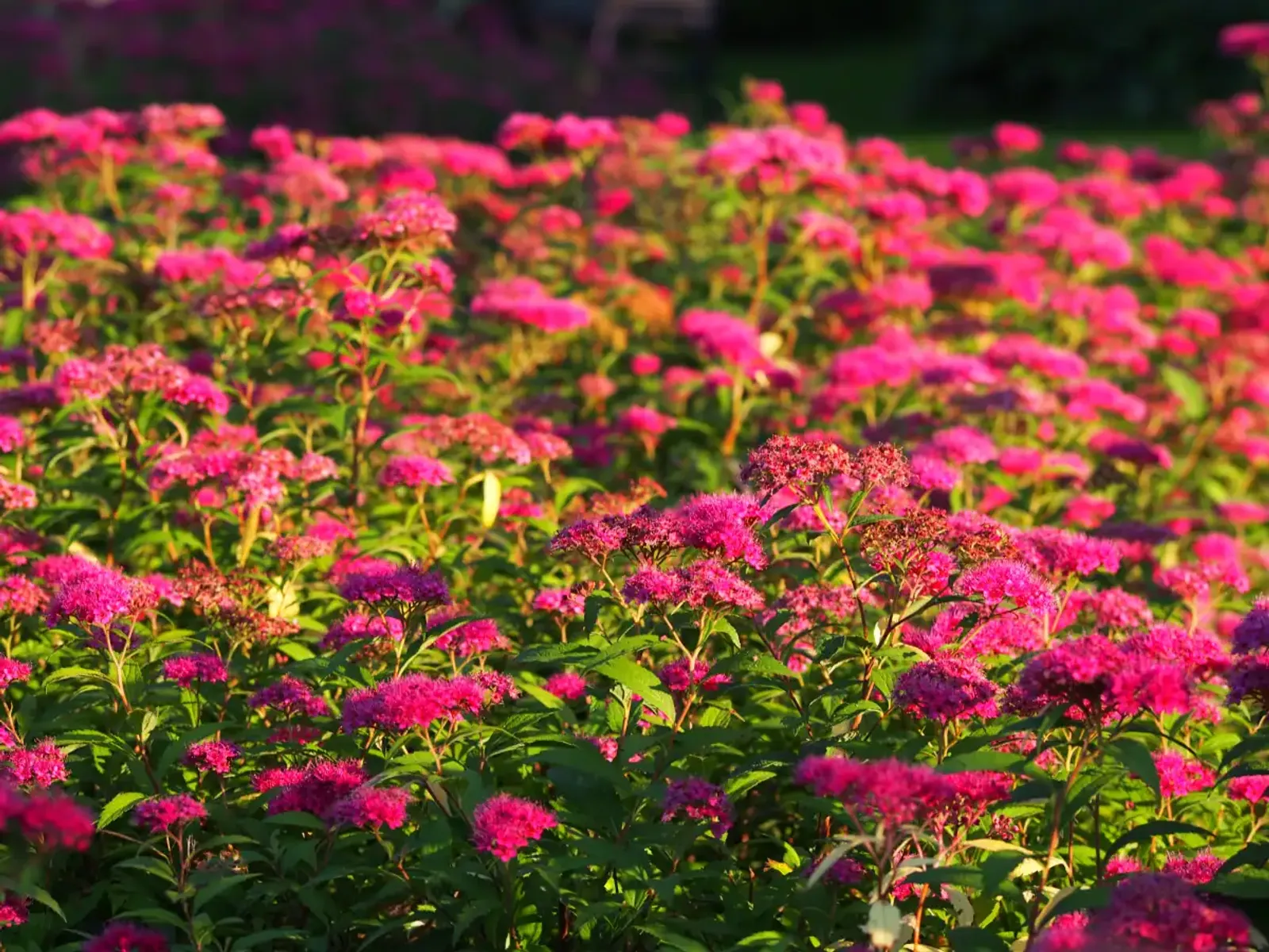 Rosenspirea, 15-30 cm - bild 4