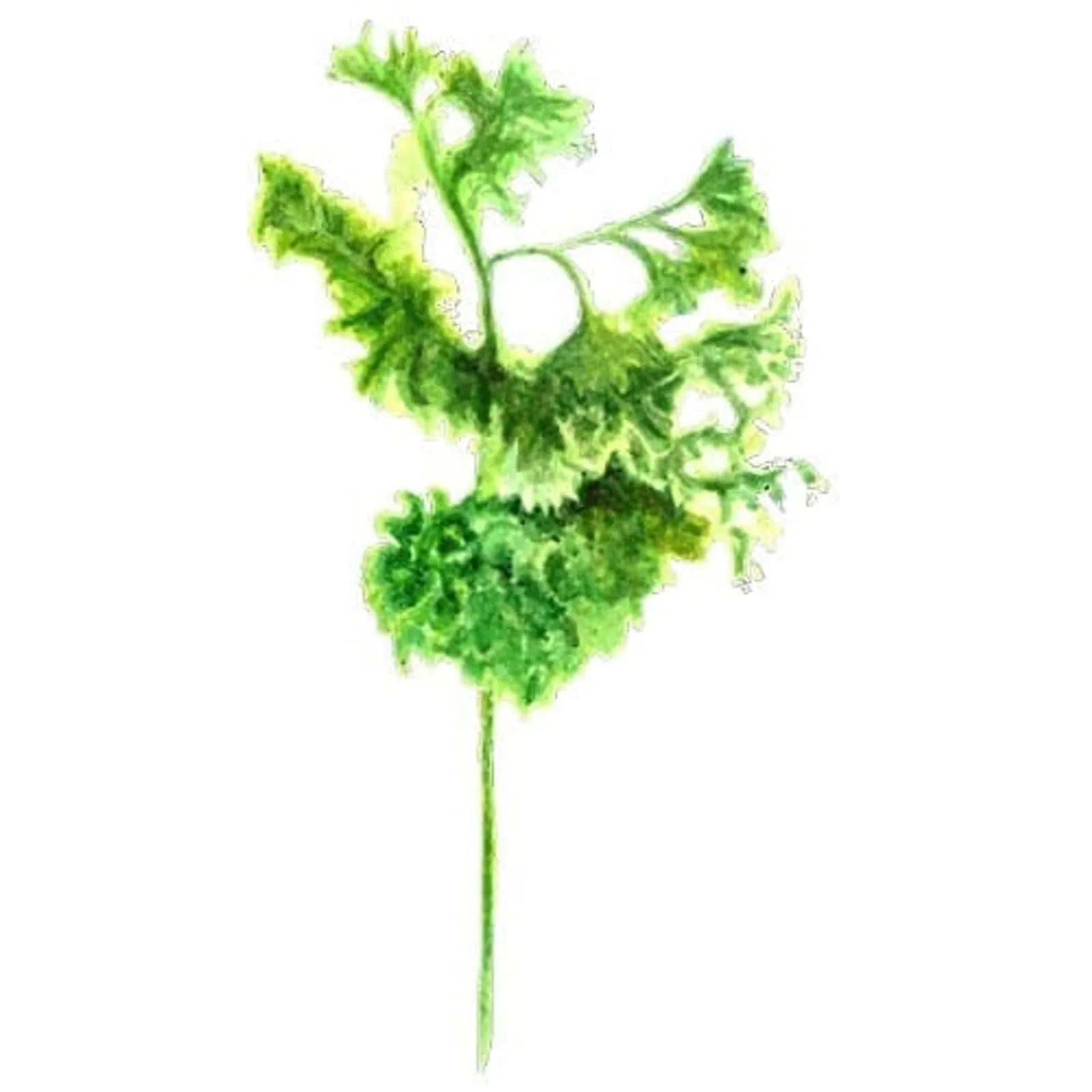 Persilja 'Grüne Perle', Frö - bild 1