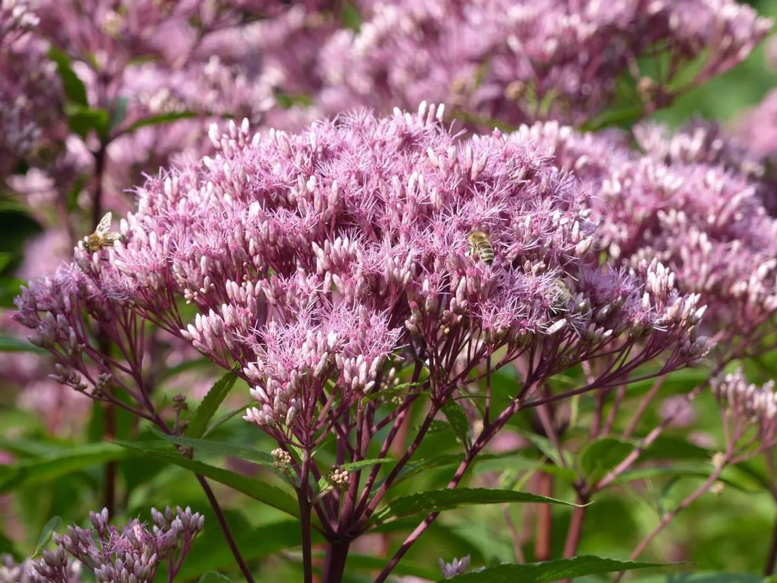Fläckflockel 'Purple Bush' (Rosenflockel), 3-pack - bild 1