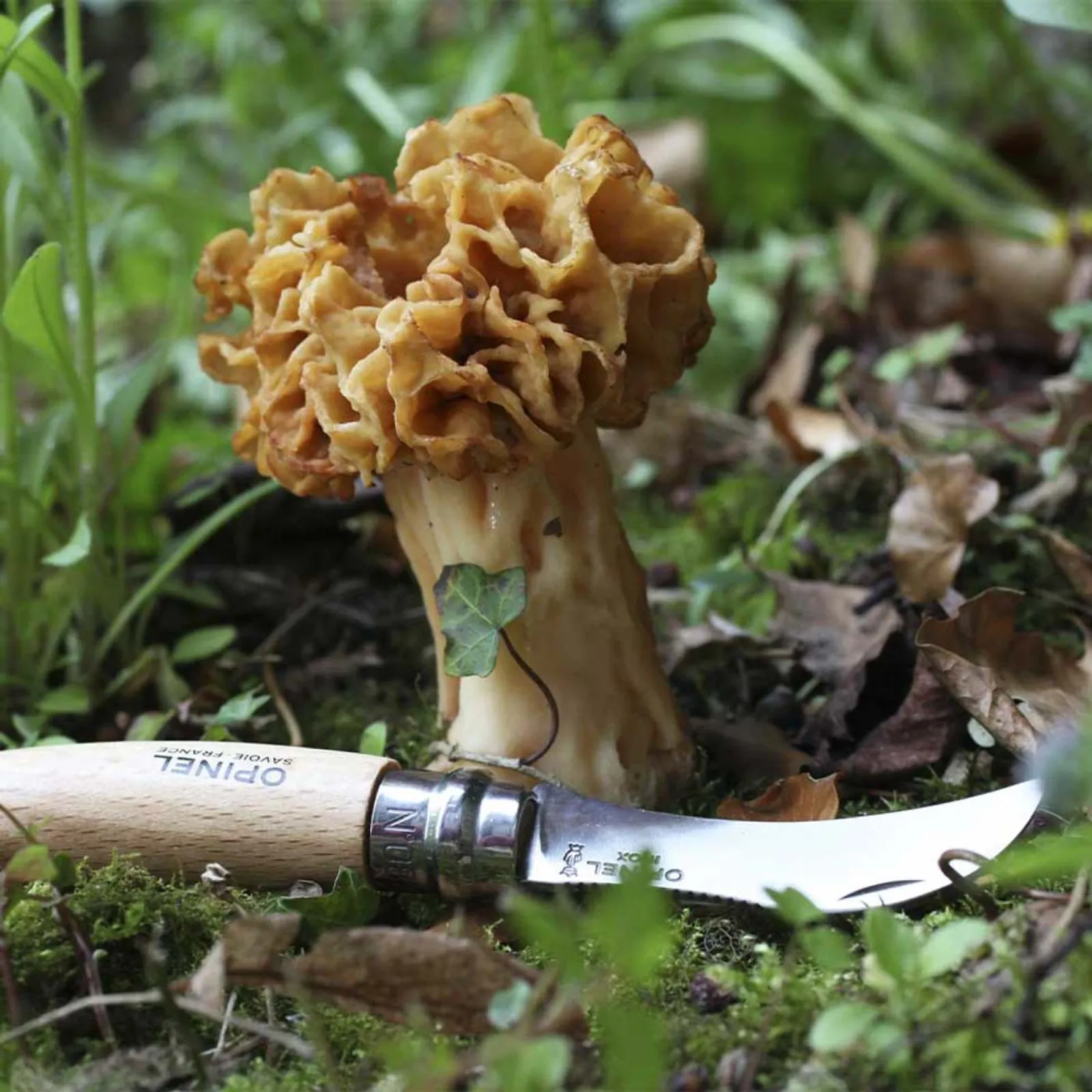 N08 Svampkniv Opinel - bild 6