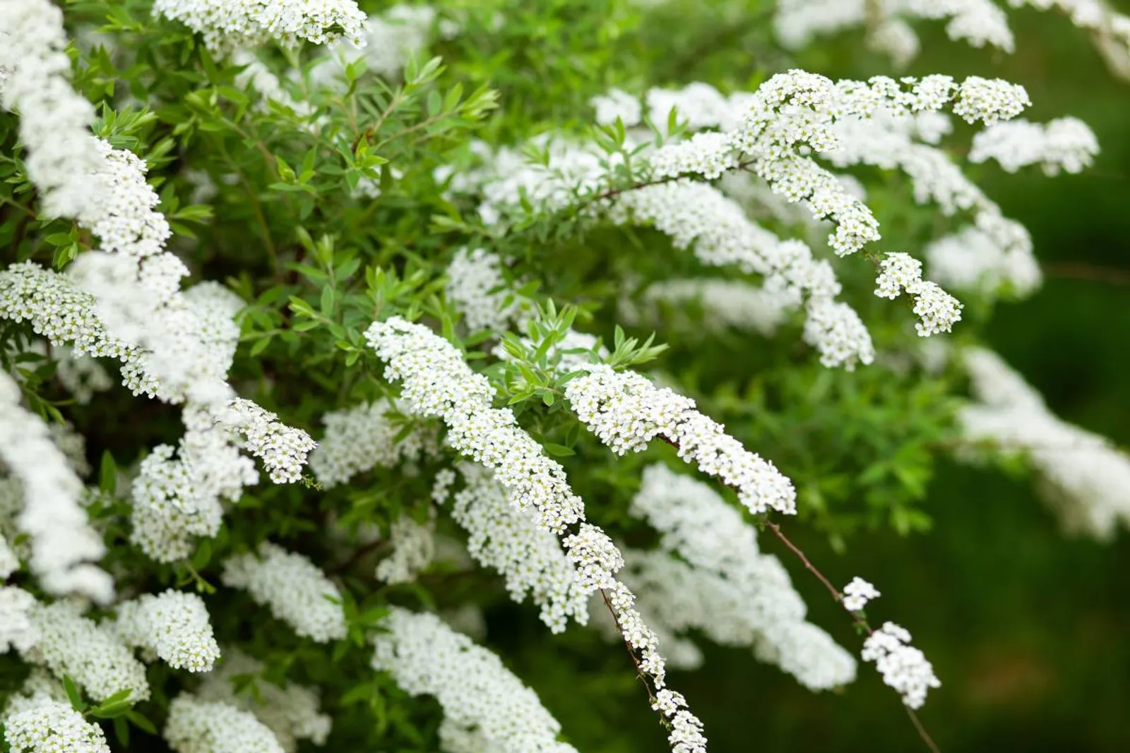 Norskspirea 'Grefsheim', 60-100 cm, Goliat - bild 3
