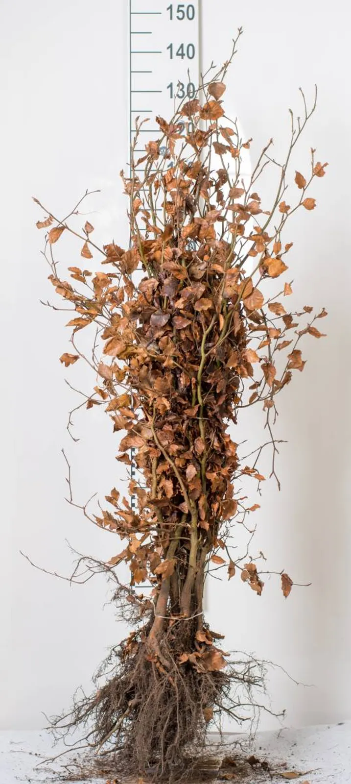 Bok, 125-150 cm, Goliat - bild 7