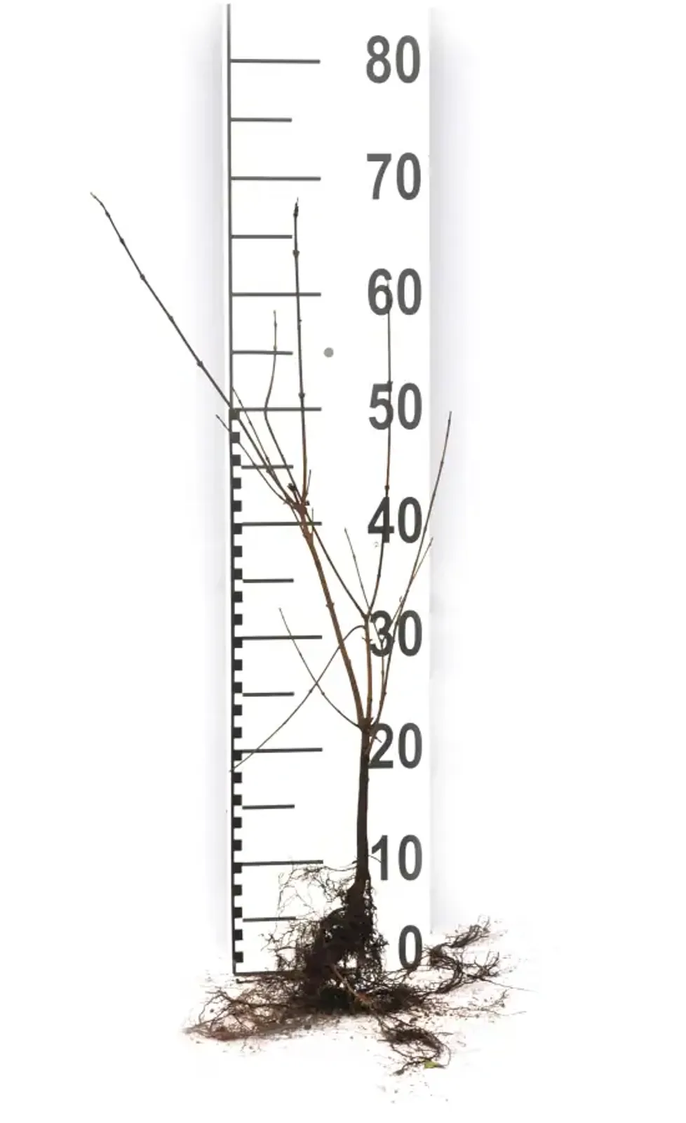 Naverlönn, 50-80 cm - bild 6