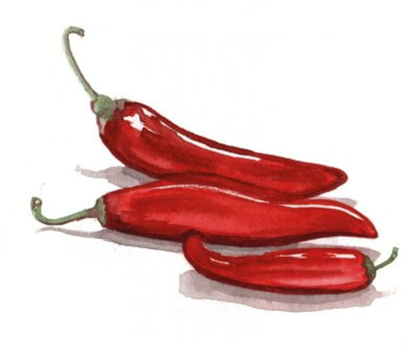 Paprika 'Hungarian Boldog', Frö - bild 1