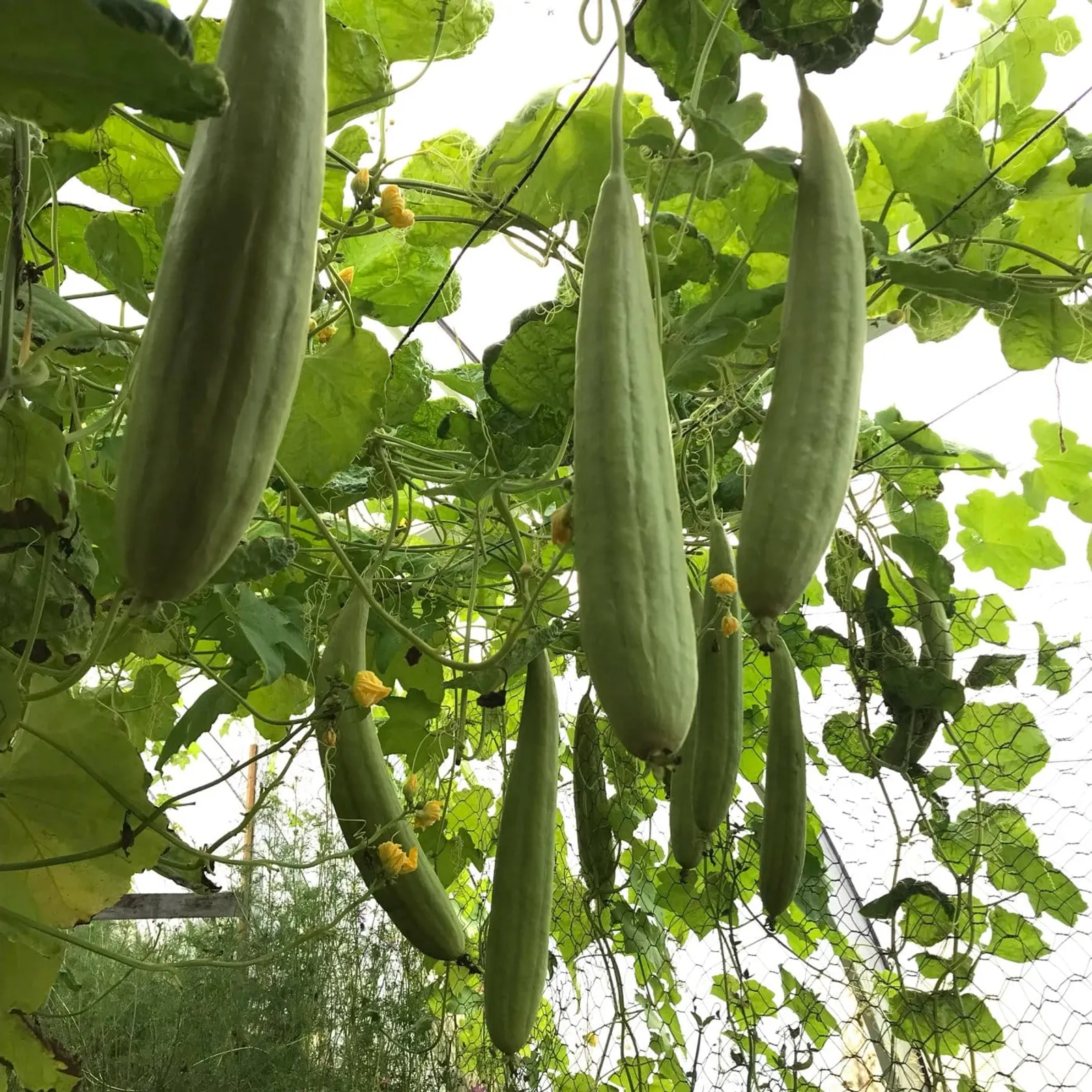 Luffa 'Luffagurka', ekofrö - bild 2