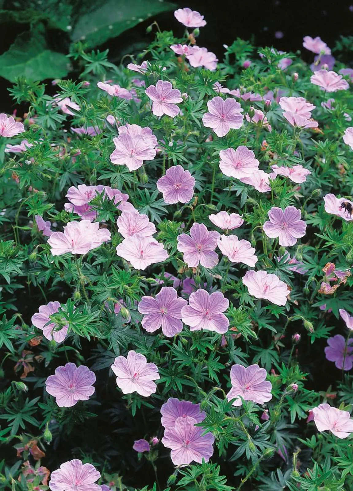 Blodnäva 'Apfelblüte', 15-pack - bild 1