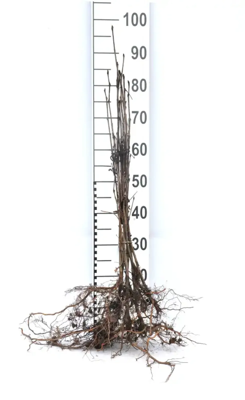 Rönn, 40-60 cm - bild 6