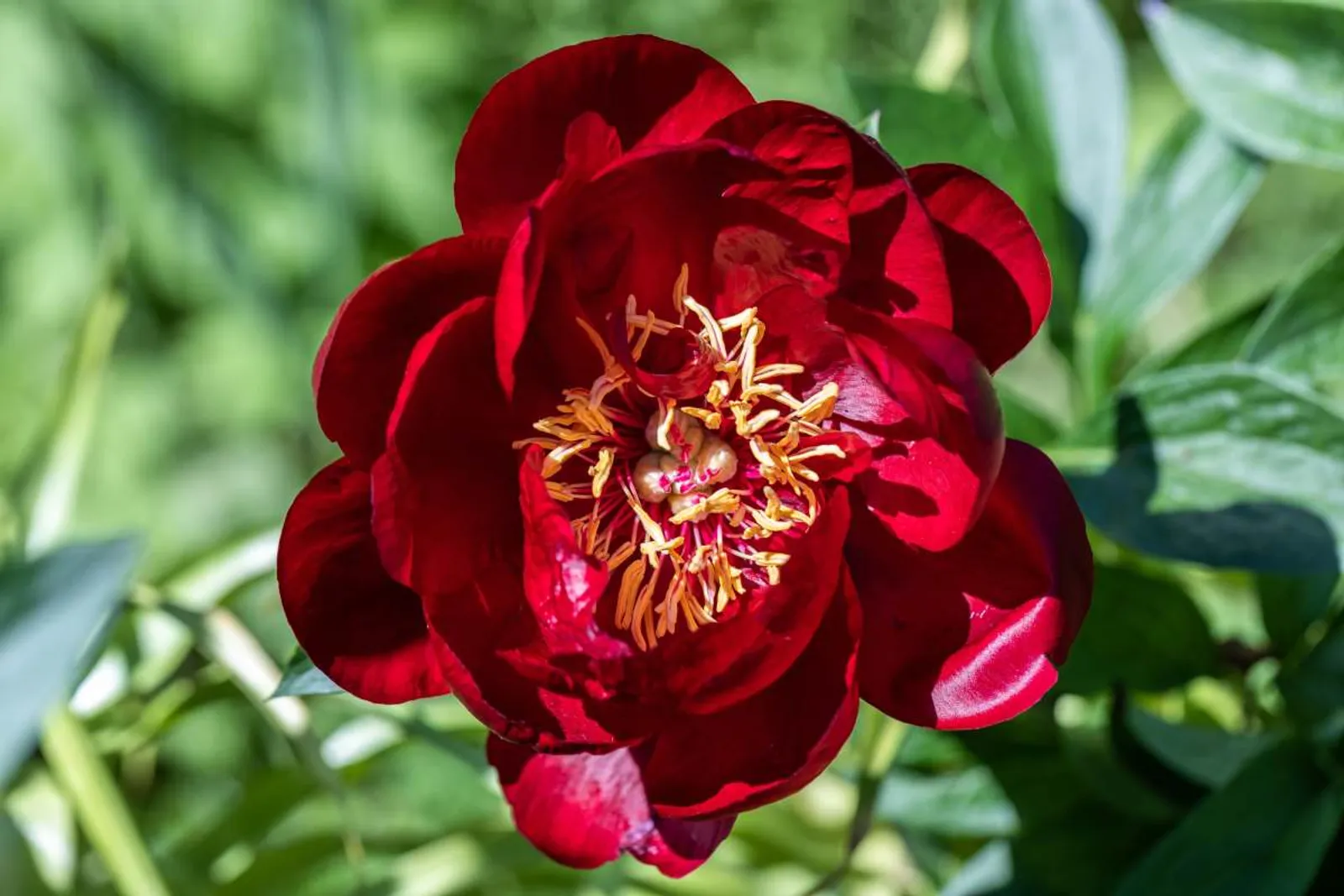 Luktpion 'Buckeye Belle', 2-pack - bild 1