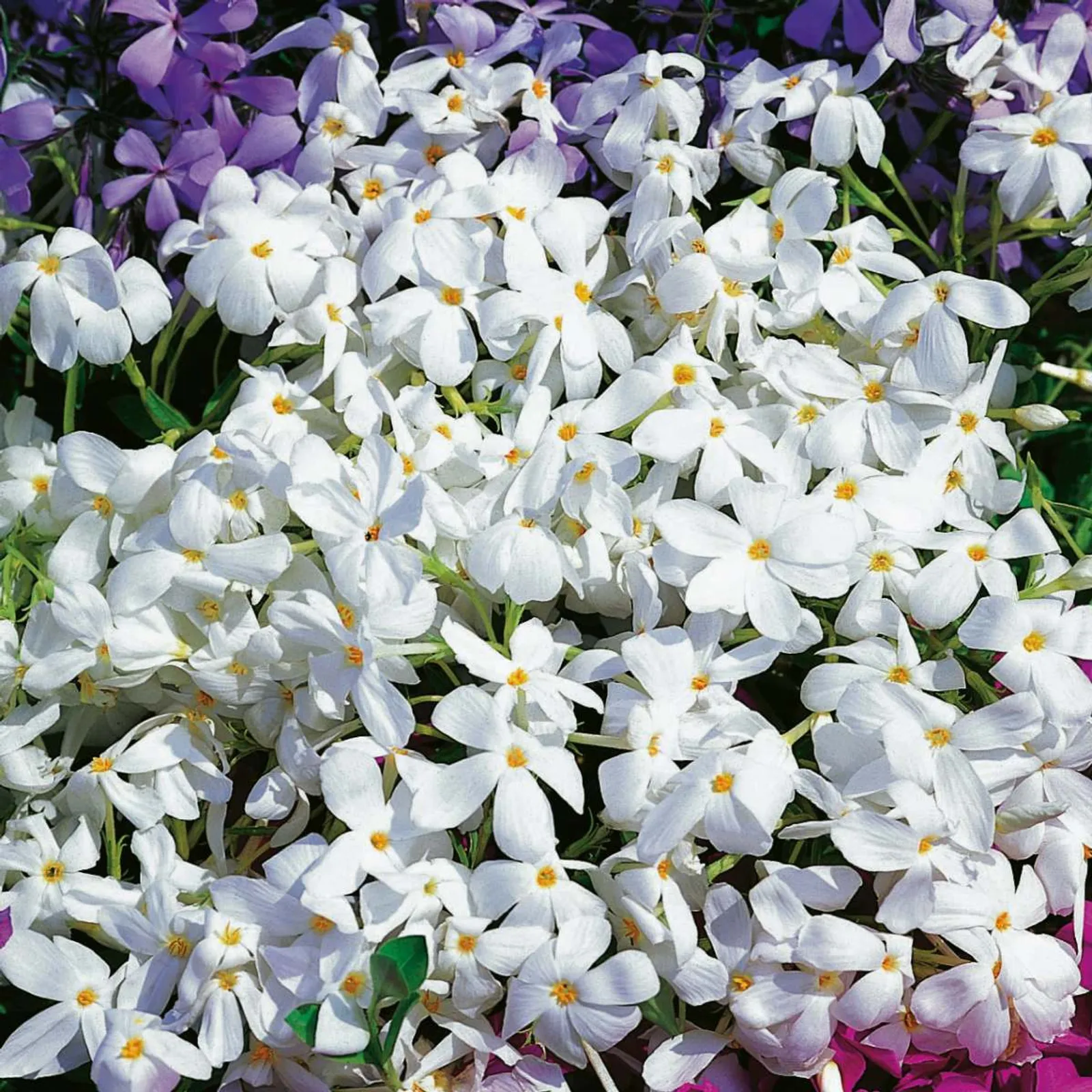 Krypflox 'Alba', 15-pack - bild 1