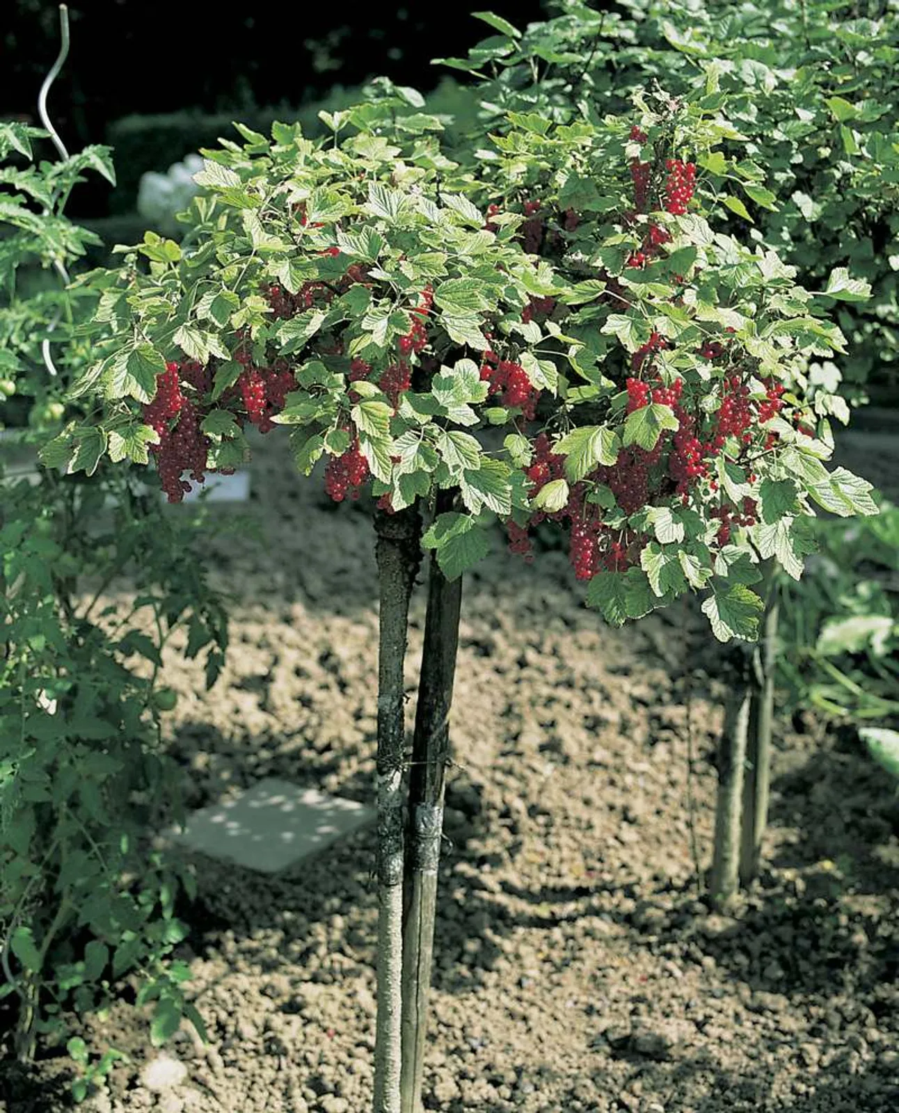 Röda Vinbär "Rolan", Stam, 1-pack - bild 3