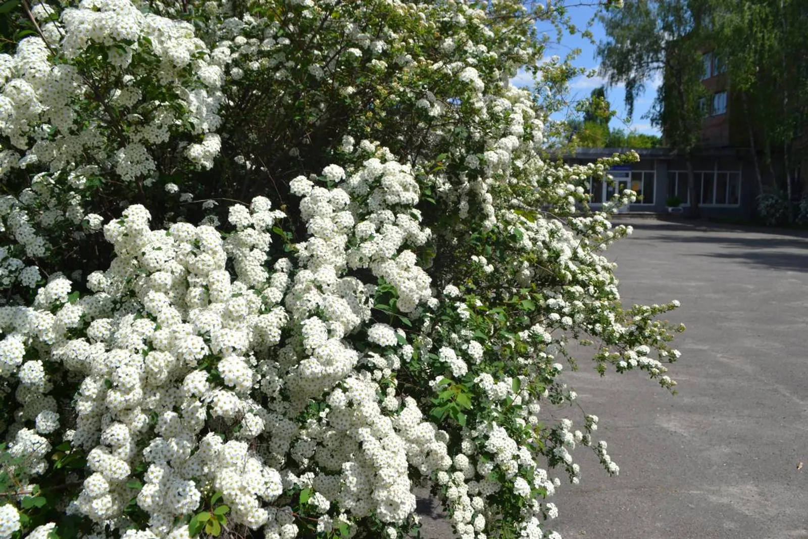 Bukettspirea, 80-100 cm, Goliat - bild 4