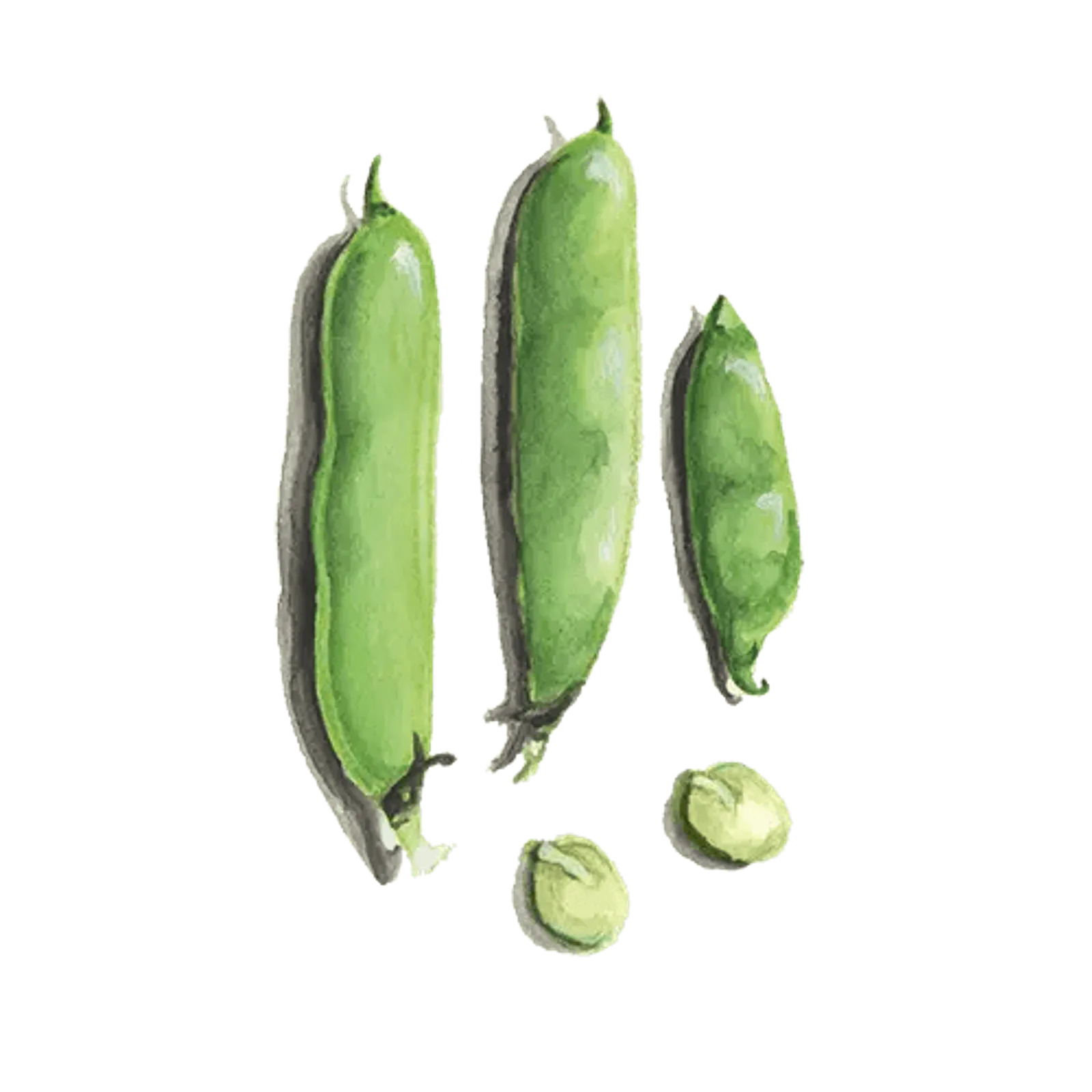 Bondböna 'Solberga', Frö - bild 1