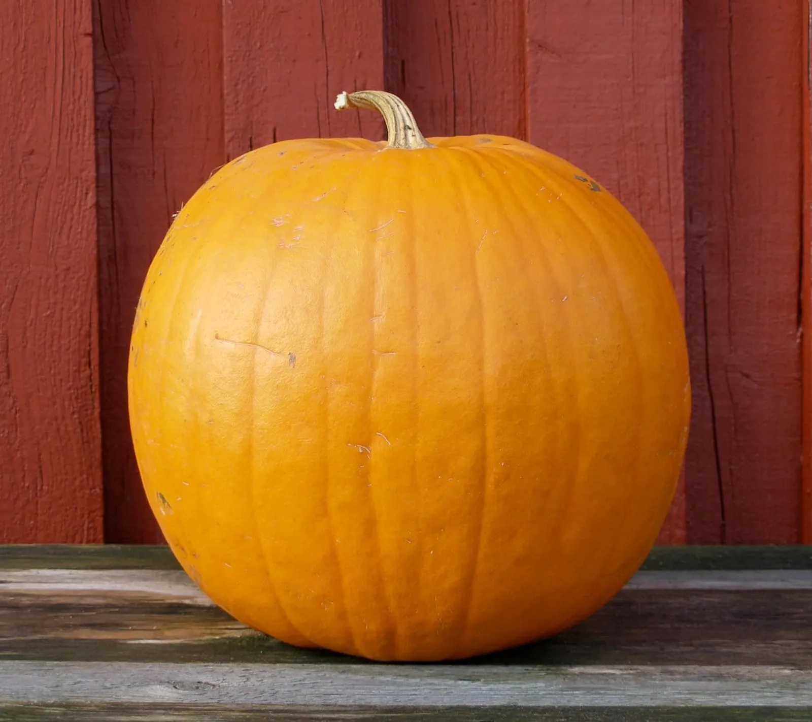 Pumpa 'Howden', ekofrö - bild 1