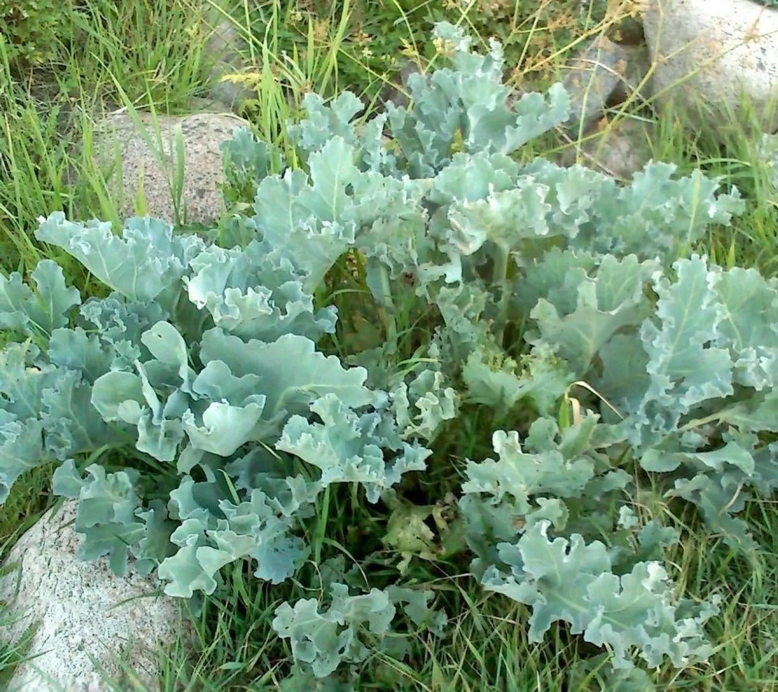 Strandkål 'Strandkål', ekofrö - bild 1