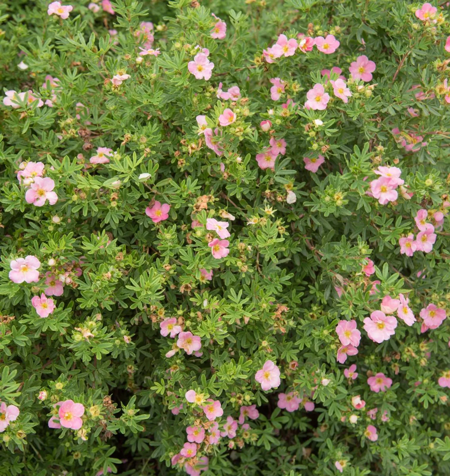 Trädgårdstok 'Pink Beauty'PBR (syn. tok 'Lovely Pink'), 15-30 cm - bild 1