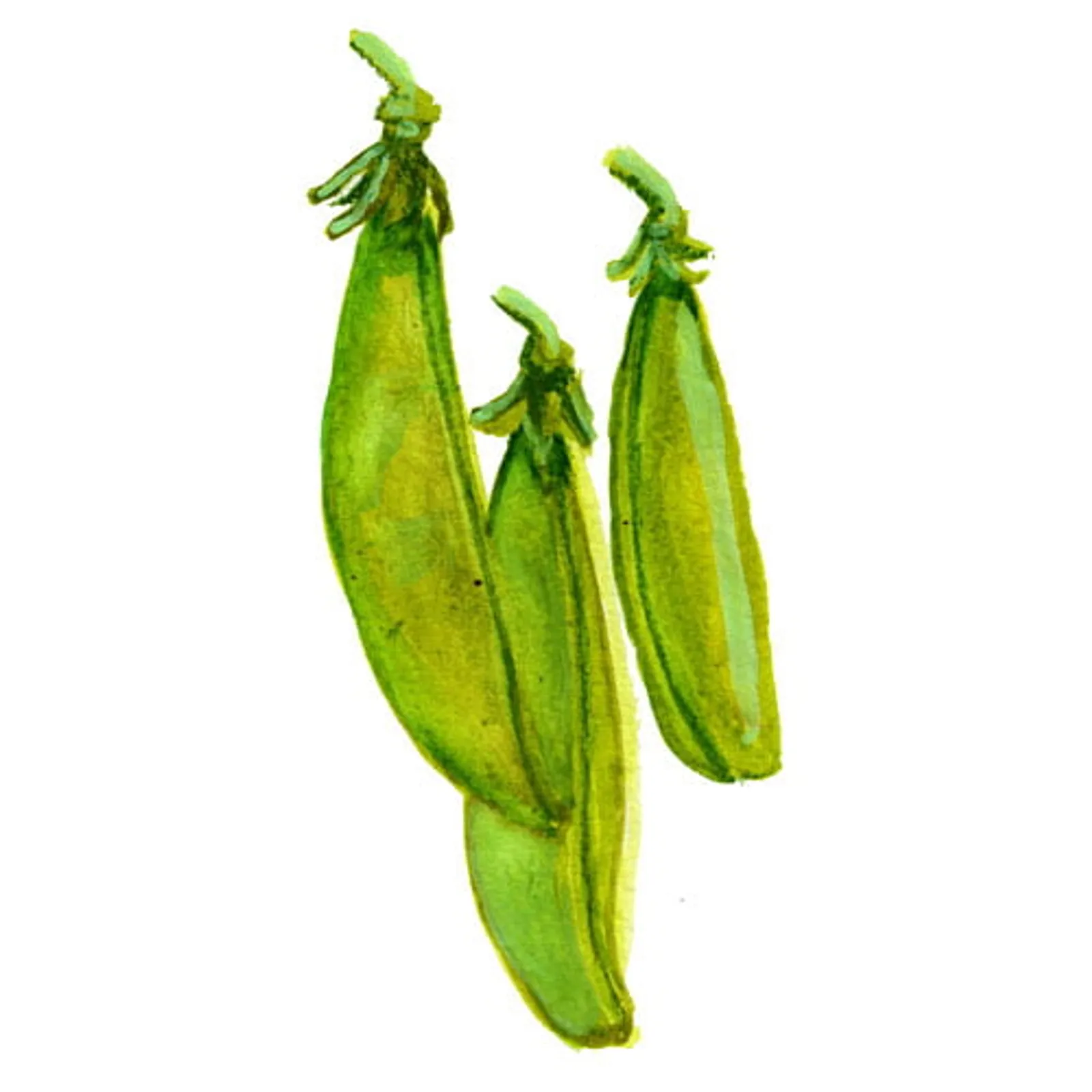 Låg brytärt 'Sugar Ann', Frö - bild 1
