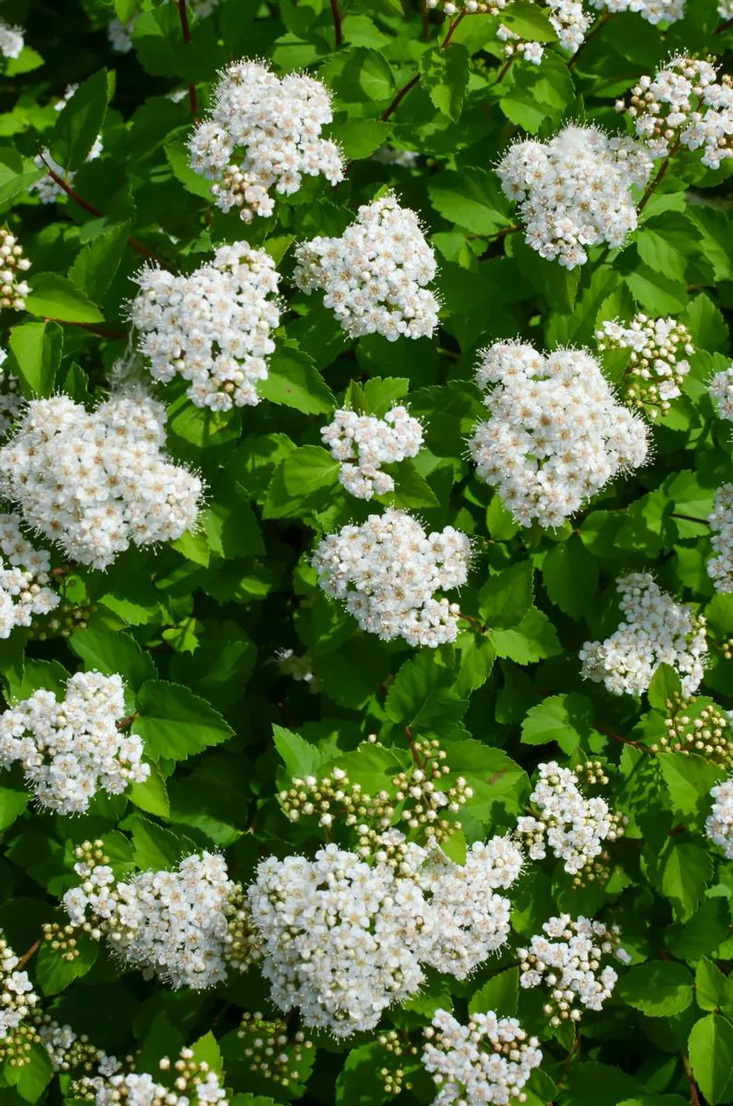 Björkspirea 'Tor' E, 10-15 cm - bild 6