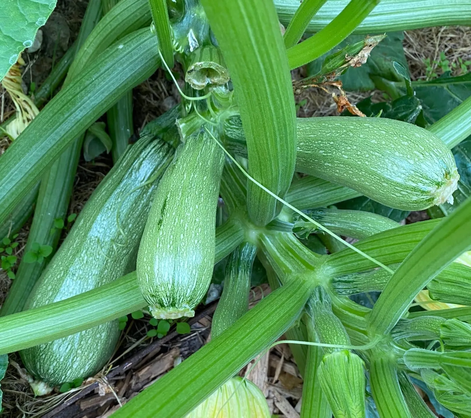 Sommarsquash 'Ortolana di Faenza', ekofrö - bild 1