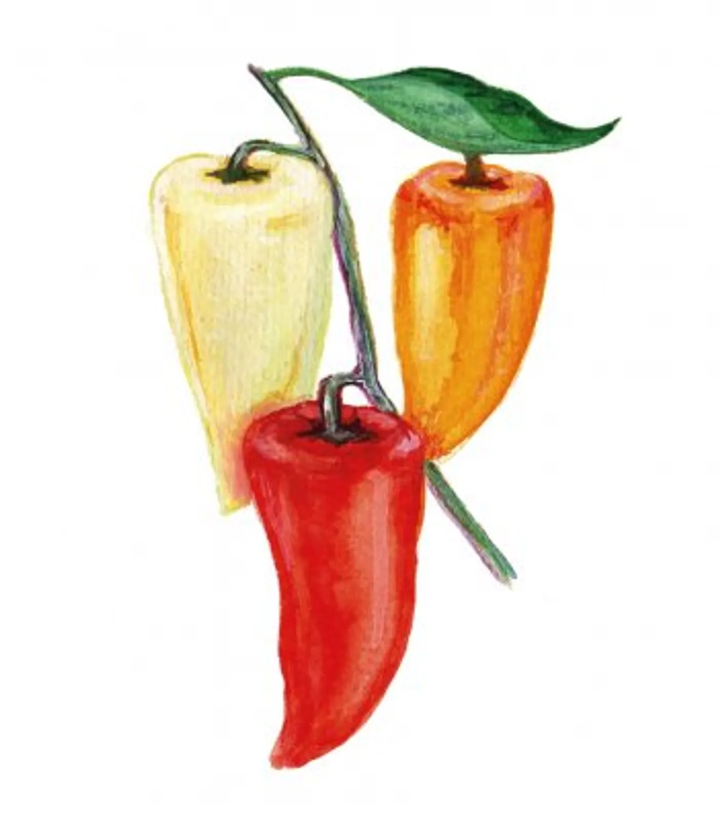 Paprika 'Ferenc Tender', Frö - bild 1