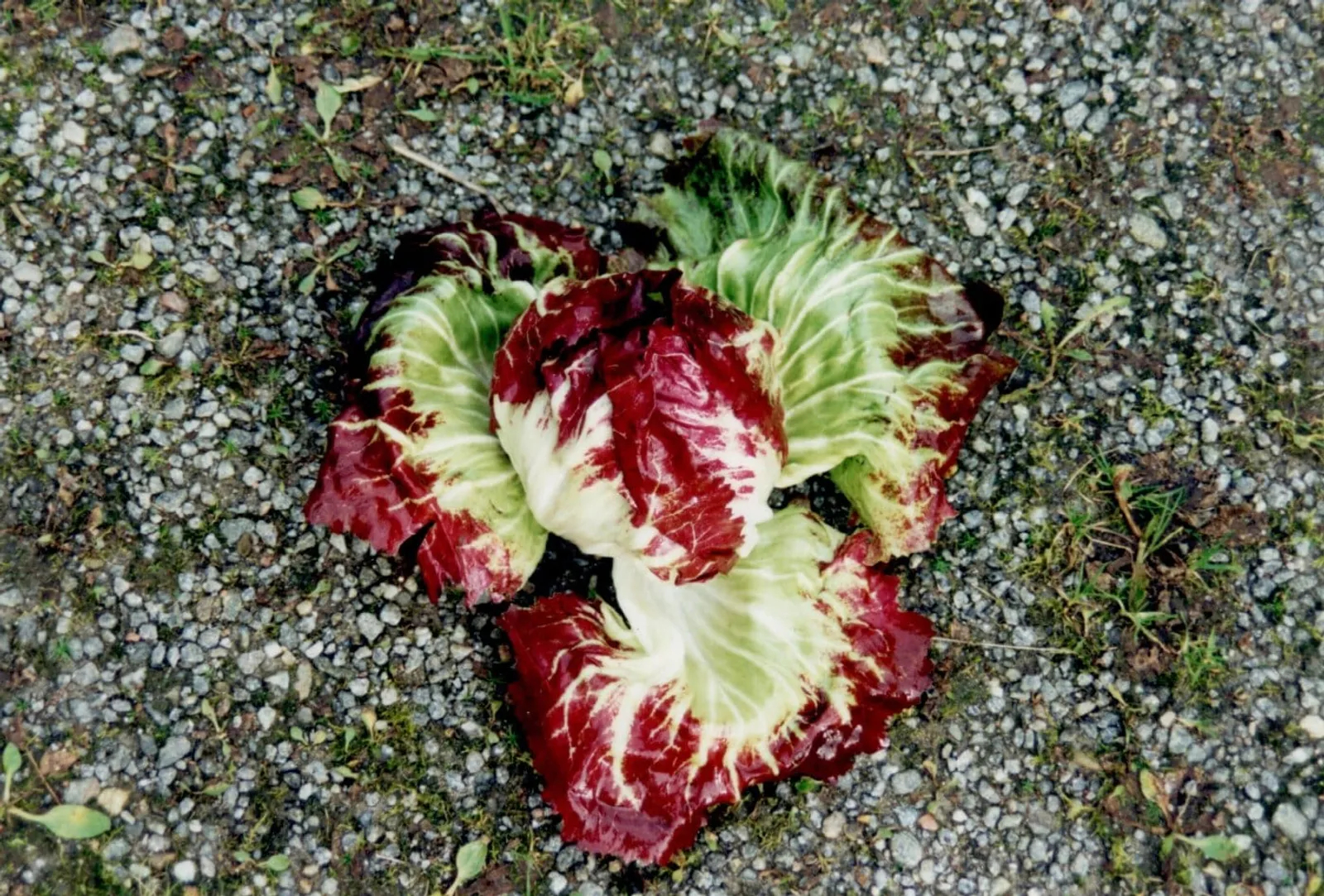 Radicchio 'Palla Rossa', ekofrö - bild 2