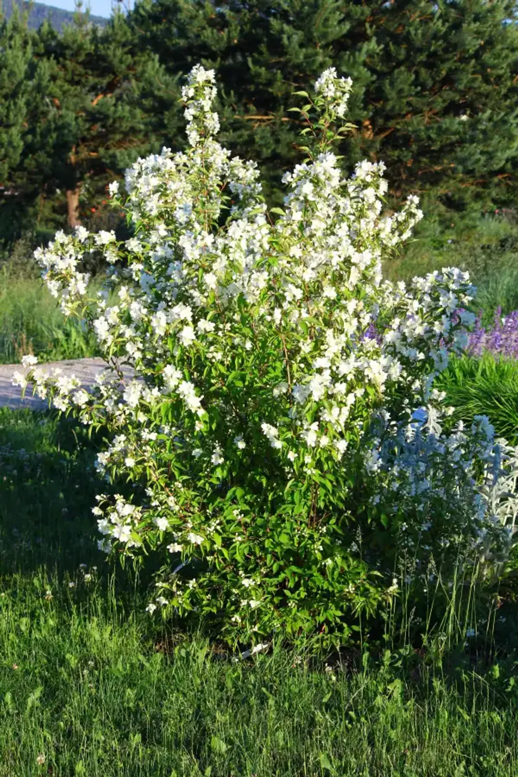 Smultronschersmin, 30-50 cm - bild 3