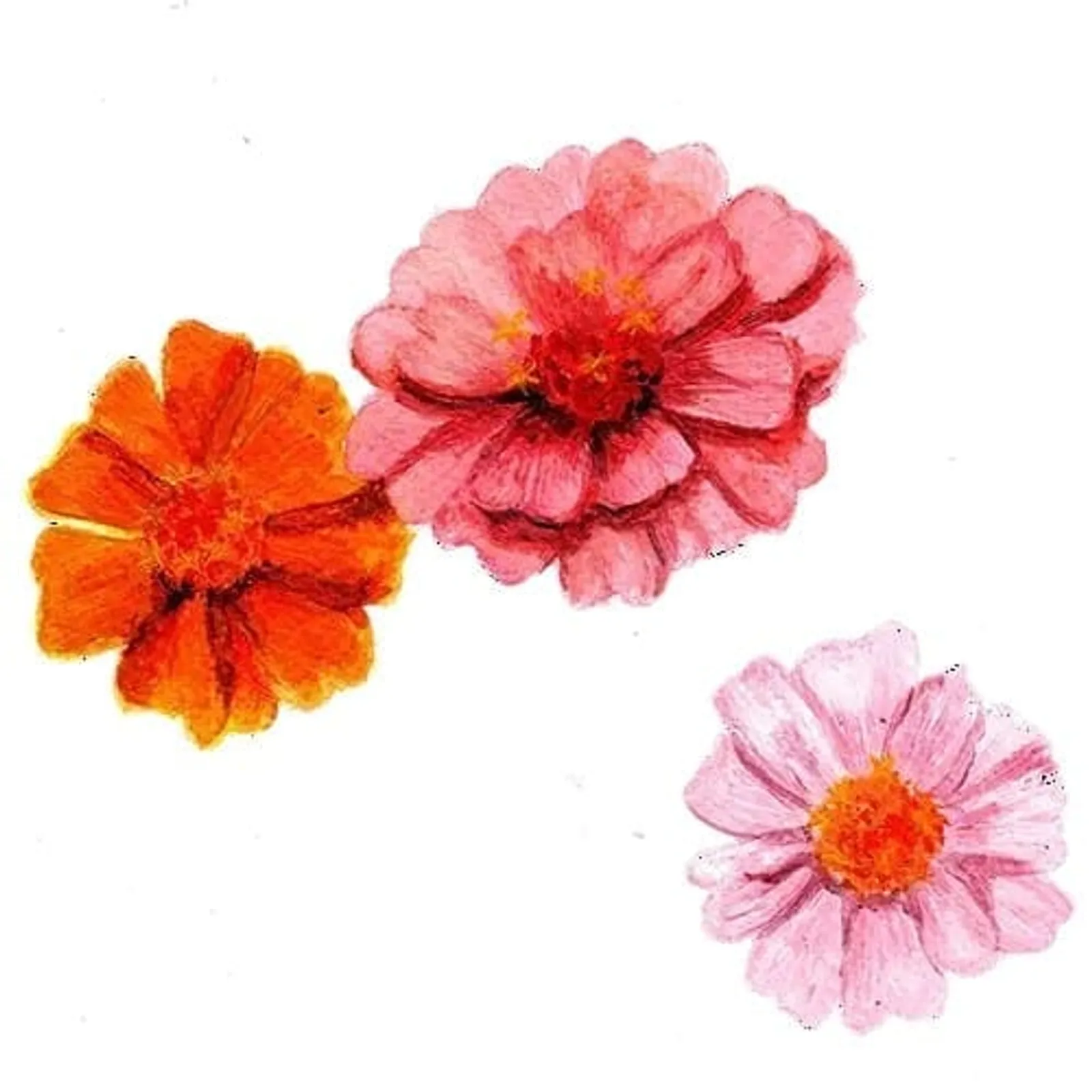 Zinnia 'Tummelisa', Frö - bild 1