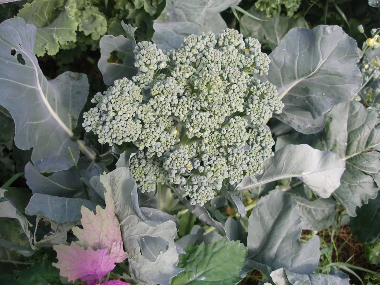 Broccoli 'Piracicaba', ekofrö - bild 2
