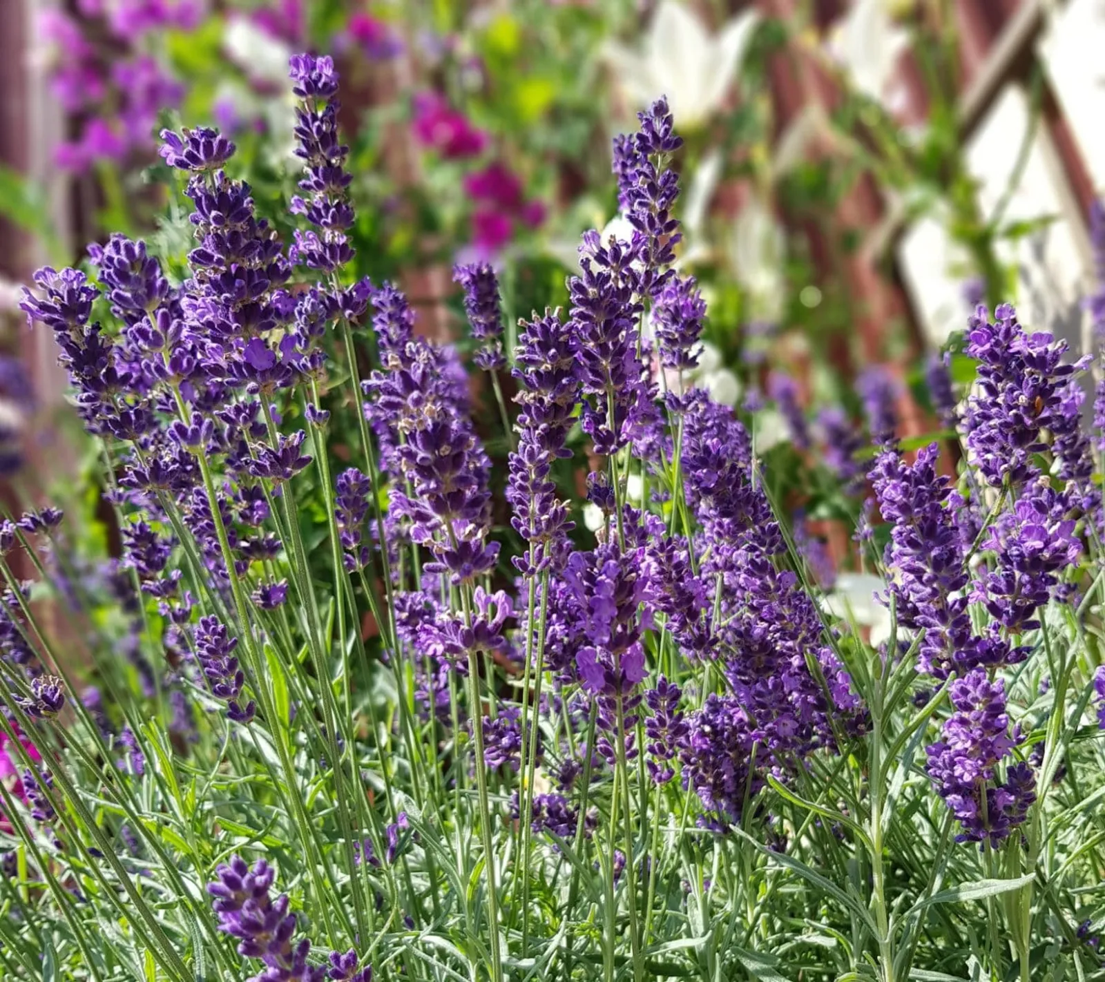 Lavendel 'Lavendel', ekofrö - bild 1