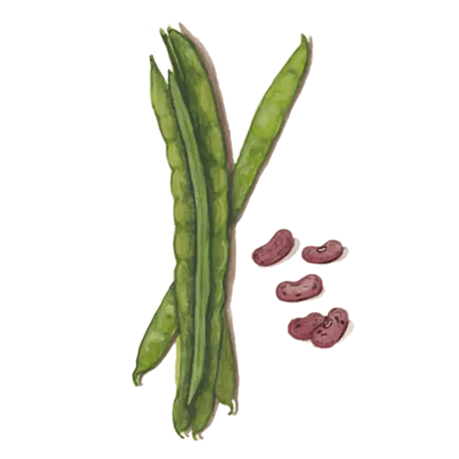 Rosenböna 'Enorma', Frö - bild 1