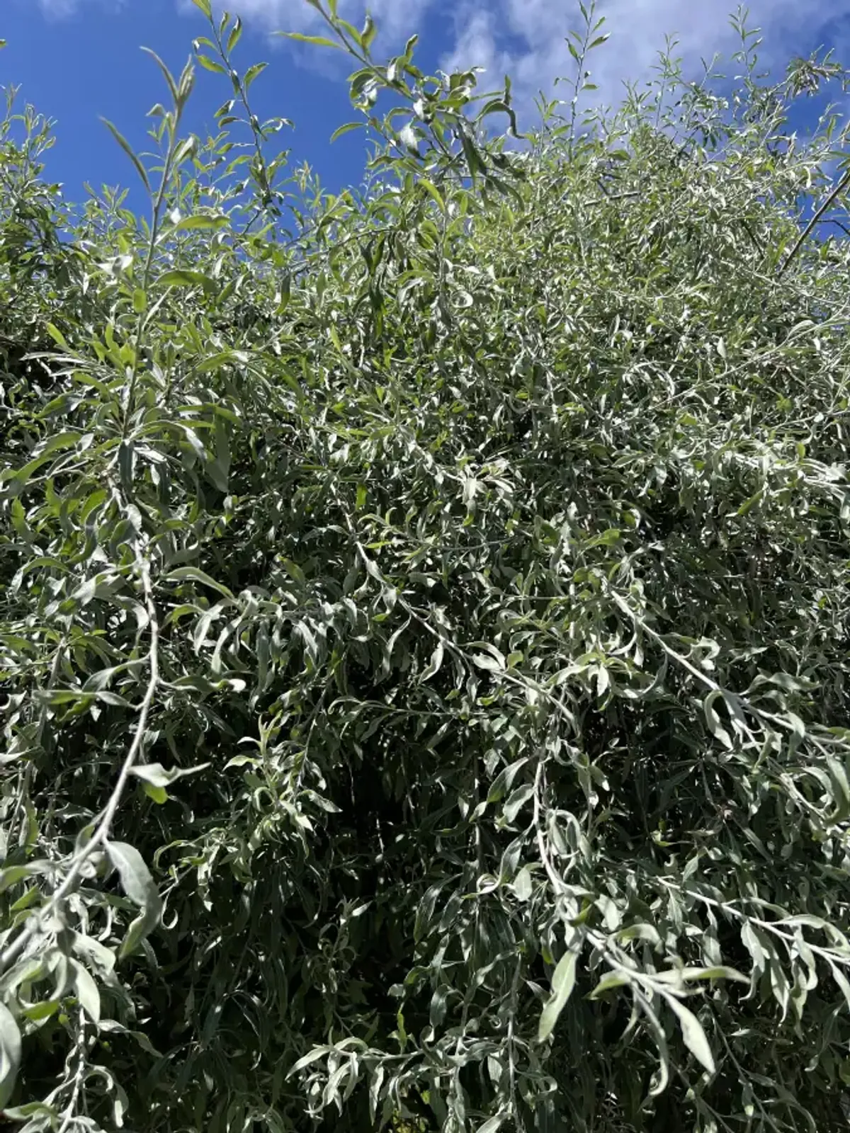 Silverpäron 'Pendula', Högstammat träd - bild 5